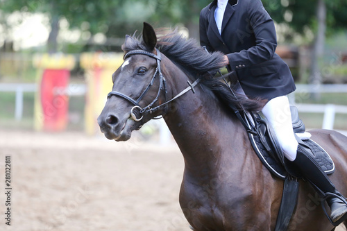 Beautiful young sport horse canter during training outdoors © acceptfoto