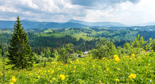 Blooming valley in the Carpathians © alyonkastock