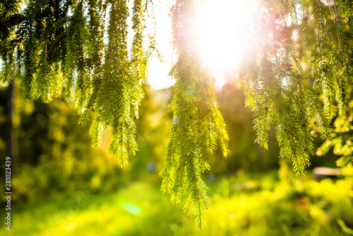 Sun rays through the Carpathian pines