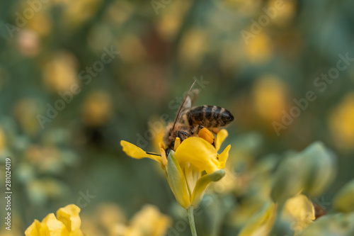 Bee collects honey on yellow flower. CLoseup shot