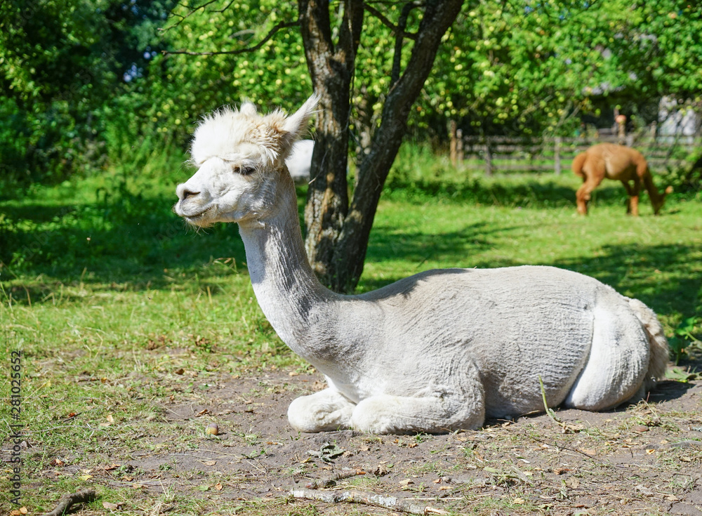 Obraz premium Beautiful Alpaca in a farm