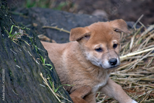 a close up of a golden dingo puppy © susan flashman