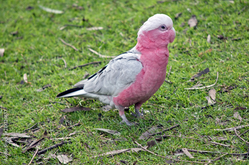 the galah is walking on the grass