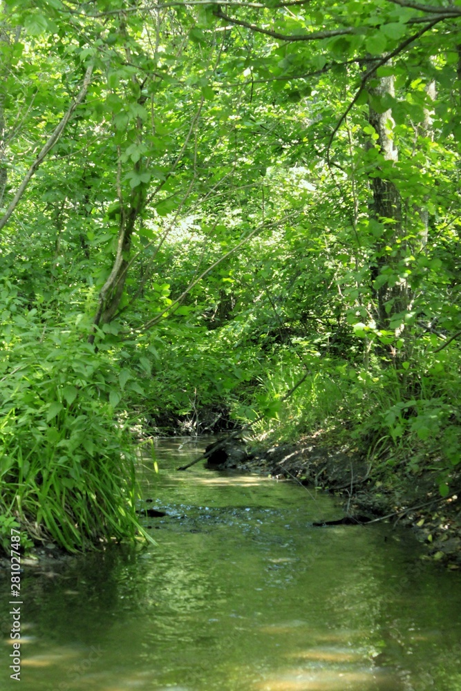 Fototapeta premium river in the forest