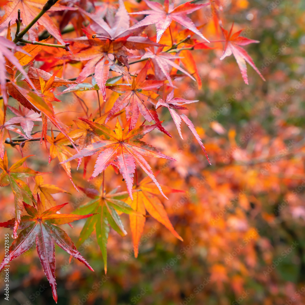 Beautiful maple leaves in autumn sunny day in foreground and blurry background in Kyushu, Japan. No people, close up, copy space, macro shot. Beautiful maple leaves in autumn sunny day in foreground and blurry background in Kyushu, Japan. No people, close up, copy space, macro shot.