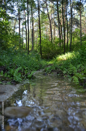   r  d  o     r  de  ko   strumyk  bory  potok  woda  rzeka  charakter  drzew  ziele    drzew  creek  krajobraz  wodospad  jary  brooks  opoka  mech  drewna  jesieni    jezior  przep  ywaj  ce  lato  drewna  la