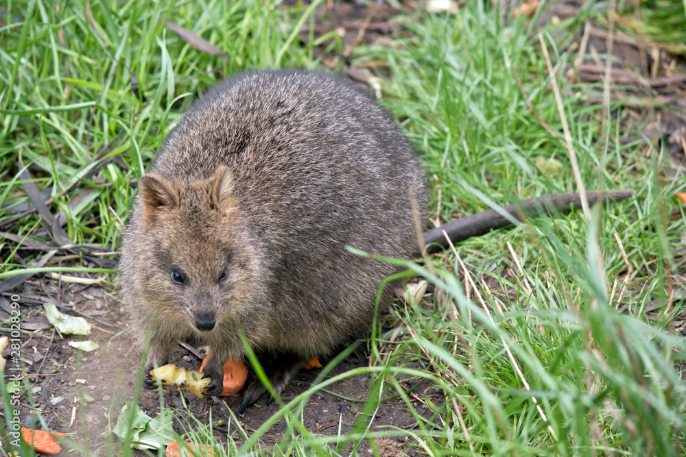 quokkas are found at Rottnest Island