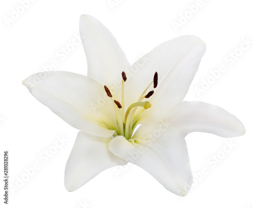 isolated single pure white lily large bloom