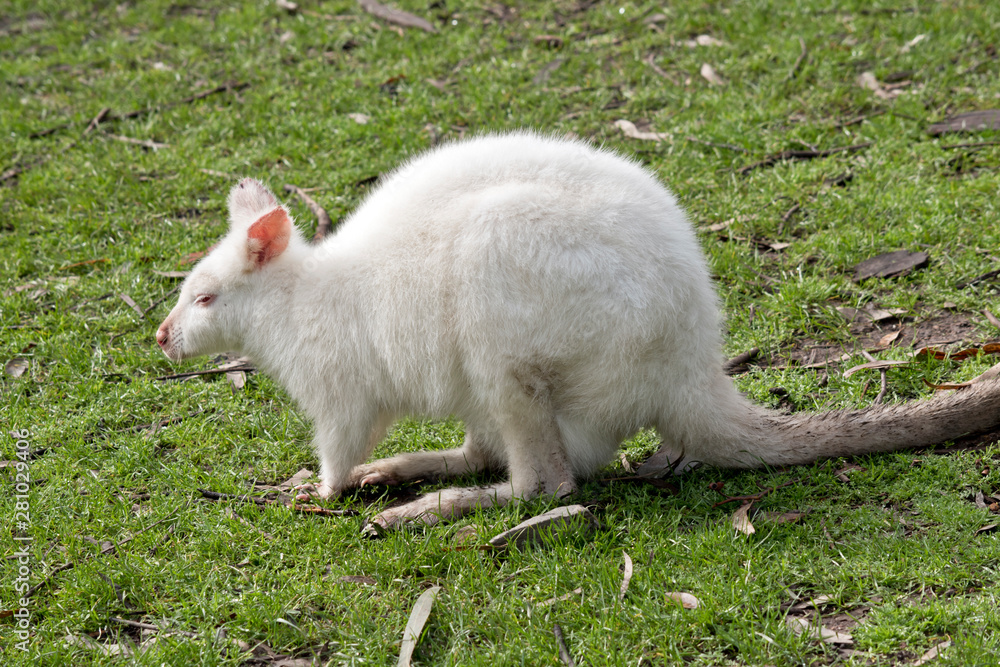 this is a side view of an albino red necked wallaby this is a side view of an albino red necked wallaby