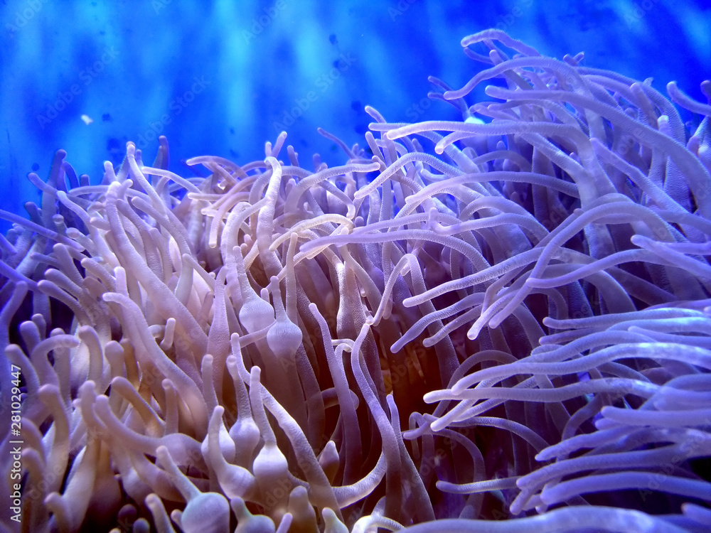sea,ocean coral reef in nature under water