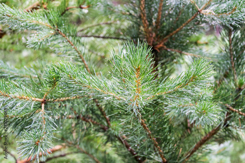 Pine branches with water droplets on the needles