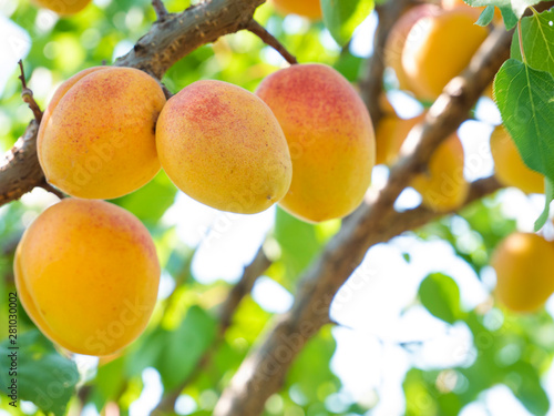 Natural fruits. Ripe apricots on the tree in the farm garden