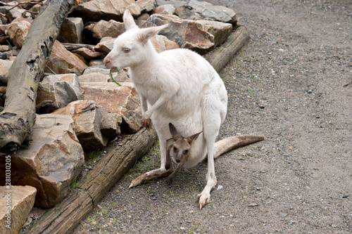 the albino kangaroo and joey