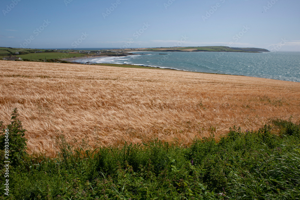 Southwest coast Ireland fields. Grainfield