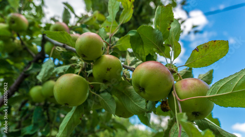 apples grow on a tree branch