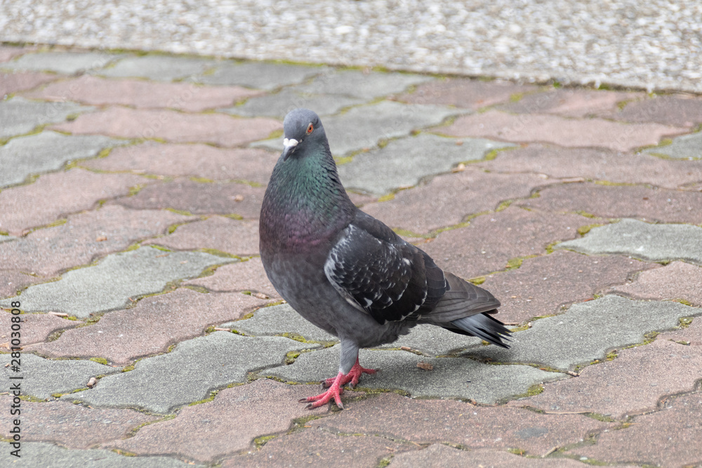 Obraz premium ハト