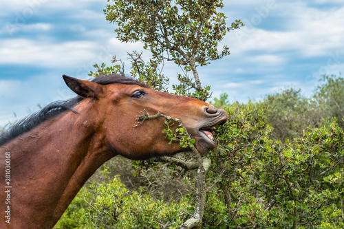 Quadro em tela Cheval Barraquand du Vercors mange
