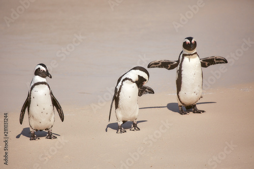 penguin in beach