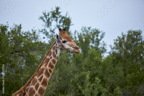 giraffe