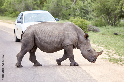 rhino crossing road © Miguel