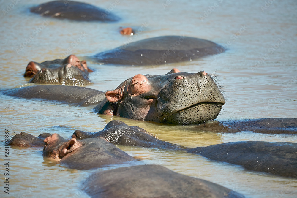 Fototapeta premium hippopotamus in water