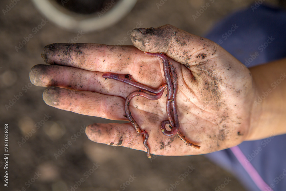 red earthworm in a child's hand