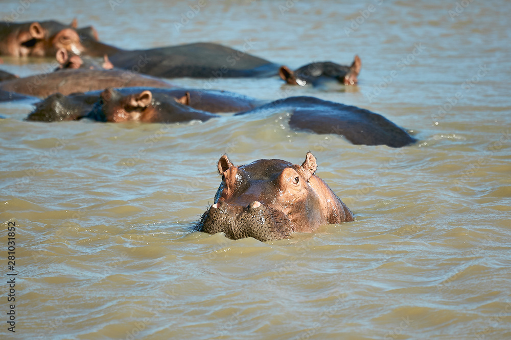 Fototapeta premium hippopotamus in water