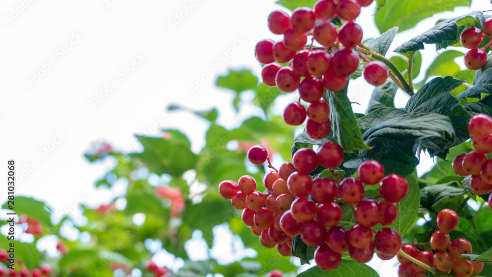 viburnum berries on a bush close up