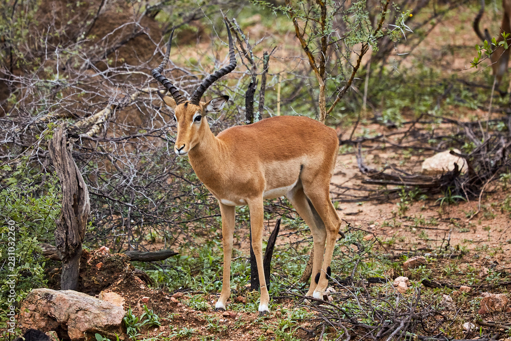 Impala in South Africa 