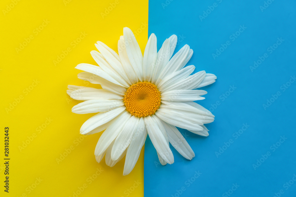 Obraz premium Large daisy closeup on a colored background. The concept of summer.