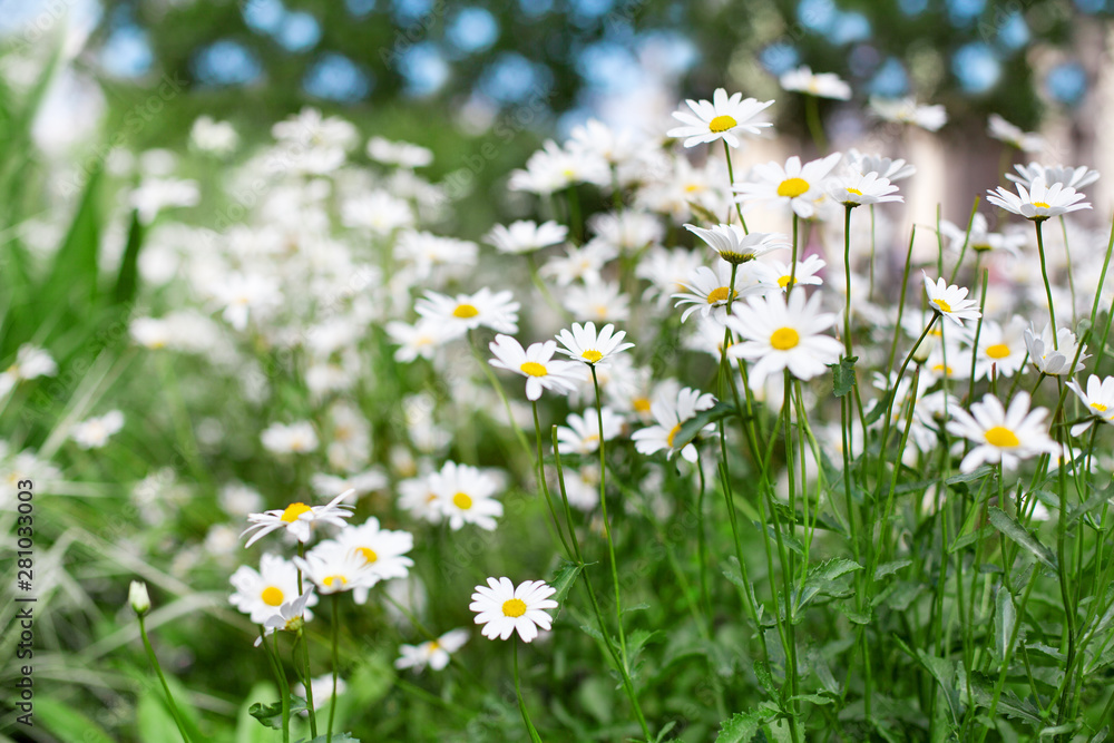 White daisy flowers on green grass and blue sky blurred bokeh background close up, chamomile field on sunny summer day, camomile blossom spring season meadow, natural wildflowers landscape, copy space