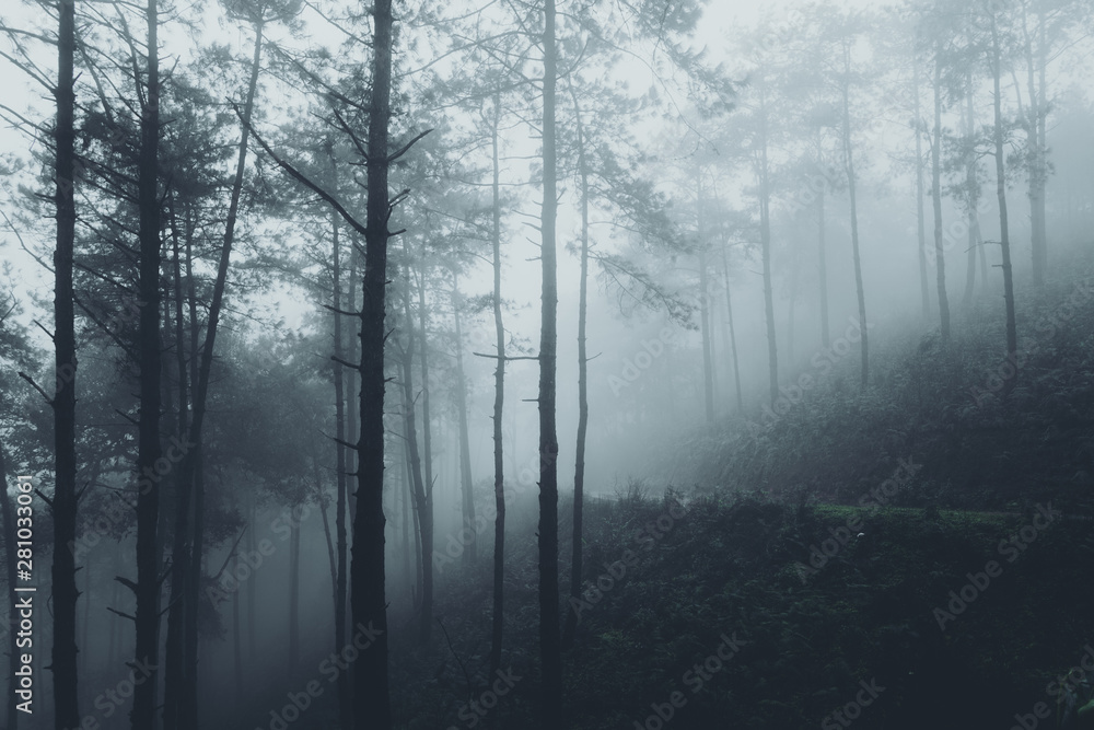 Fototapeta premium In the mist and rain forest, darkness