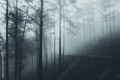 W mgle i lasach tropikalnych ciemność