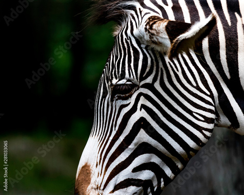 zebra profile close up 