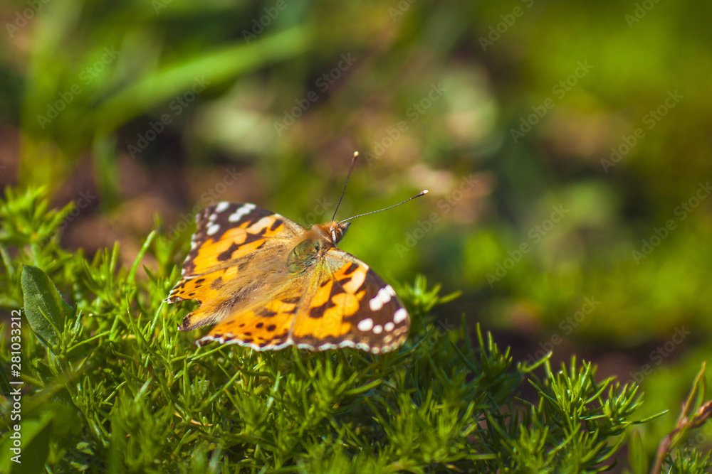 Oange cosmopolitan or painted lady butterfly, Vanessa cardui Oange cosmopolitan or painted lady butterfly, Vanessa cardui