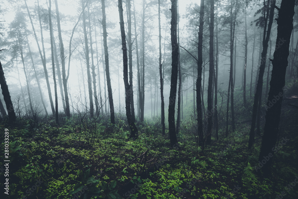 Fototapeta premium In the mist and rain forest, darkness