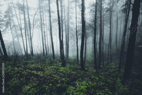 In the mist and rain forest, darkness © artrachen