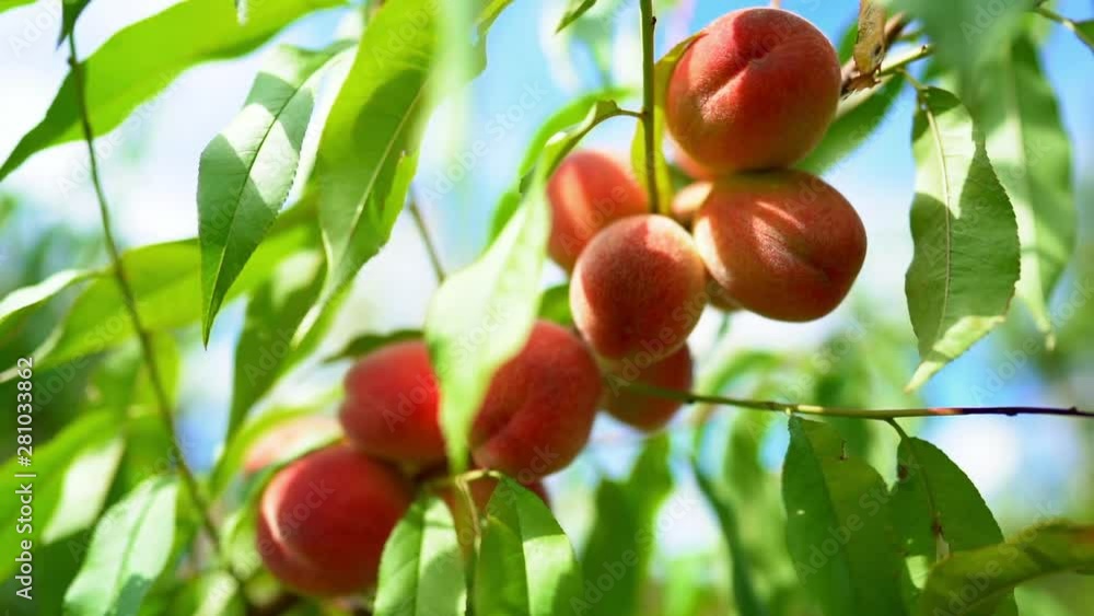 Ripe juicy peaches in sunlight. Branch of tree in fruit garden. Clean