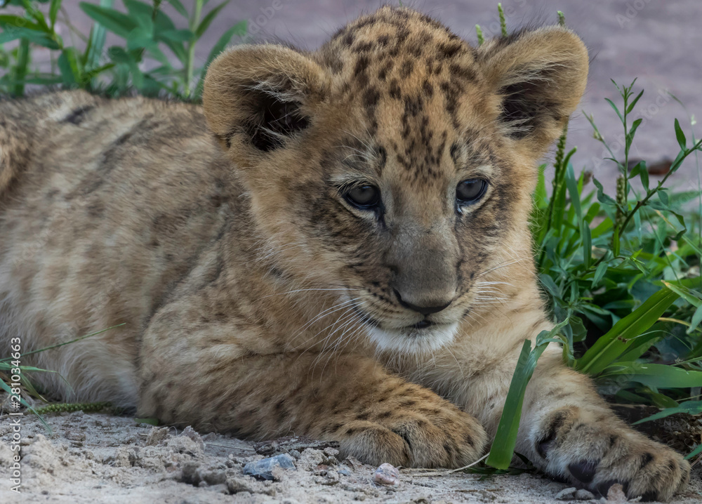 Obraz premium lion cub laying down 