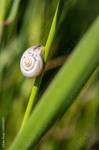 snail on leaf