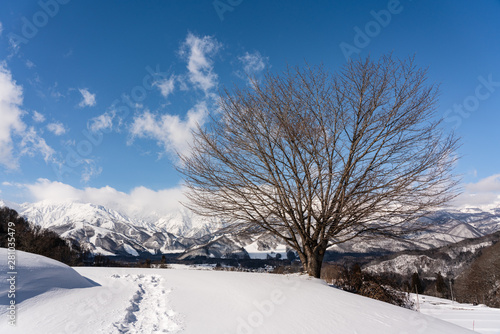 桜の木と白馬岳 © tetsusan