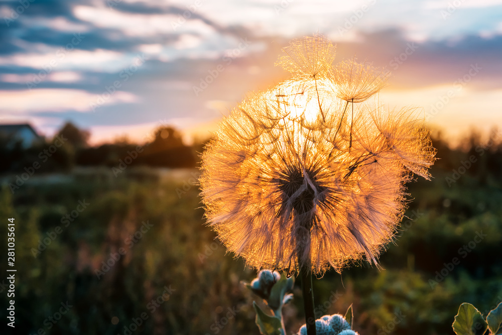 fluffy dandelion on sunset