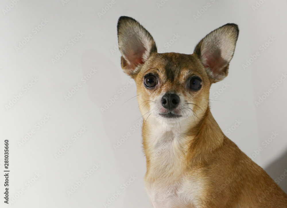 chihuahua in front of white background chihuahua in front of white background