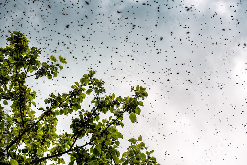flying bee swarm