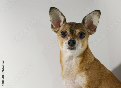 chihuahua in front of white background