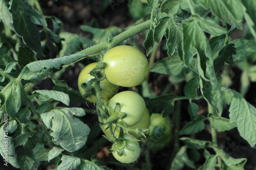 Wallpaper Mural green tomatoes on the vine Torontodigital.ca
