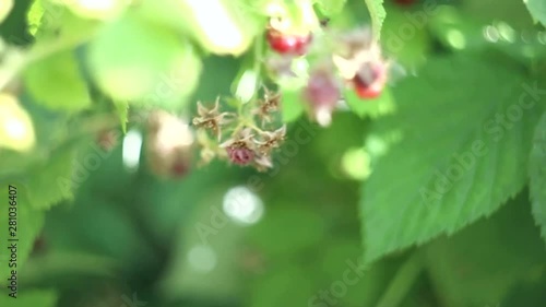 Wallpaper Mural The female hand breaks raspberry berry from a bush in the summer afternoon. Torontodigital.ca