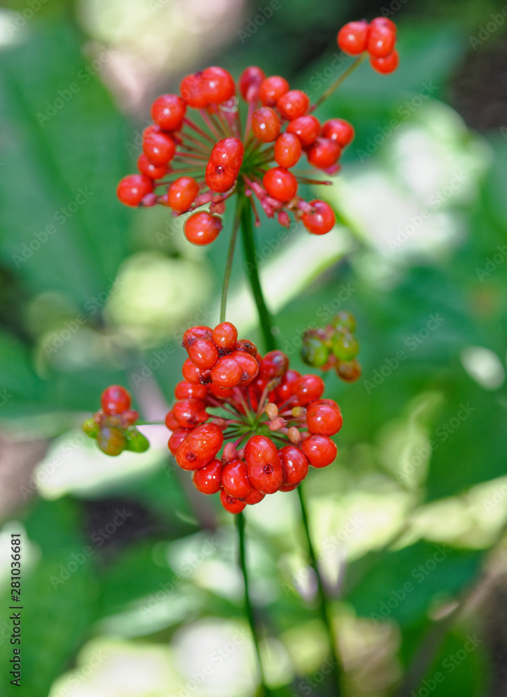 Wild ginseng with berries. A close up of the most famous medicinal plant ginseng (Panax ginseng). Berrys ginseng after the rain. Wild ginseng with berries. A close up of the most famous medicinal plant ginseng (Panax ginseng). Berrys ginseng after the rain.