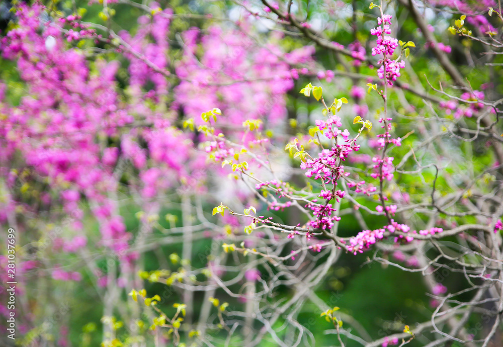 Blooming tree outdoors. Beautiful spring blossom. Blooming tree outdoors. Beautiful spring blossom.