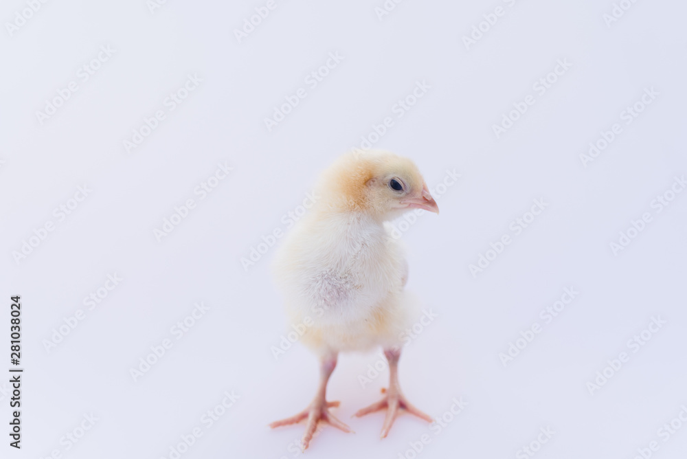 baby chicken isolated on white background baby chicken isolated on white background